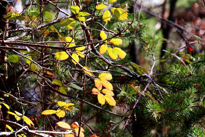 Close-up of yellow flower tree