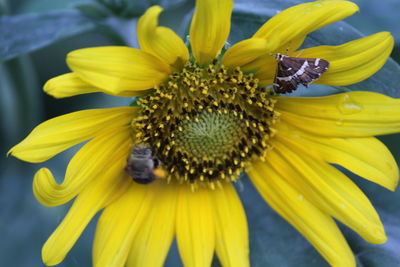 Close-up of honey bee on sunflower