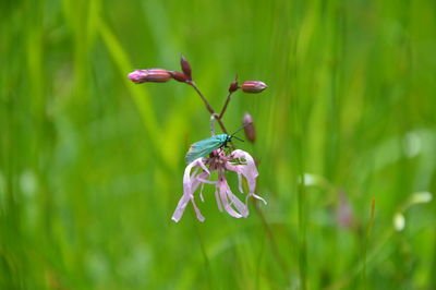 Close-up of insect on plant