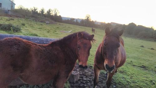 Horses standing on field against clear sky