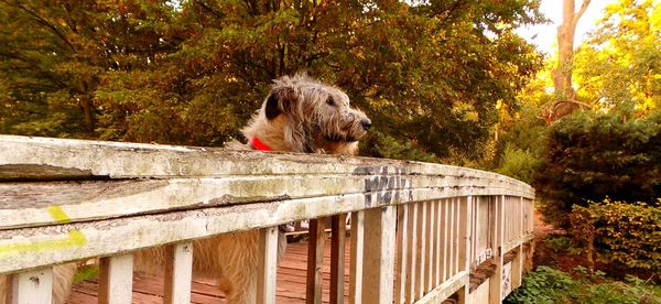 Close-up of dog against trees during autumn