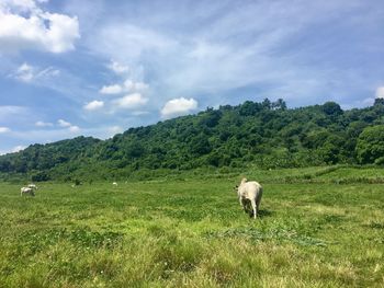 Cow grazing on field against sky