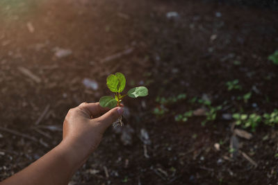 Hand holding plant