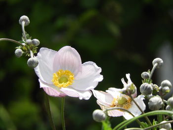 Close-up of white flowering plants