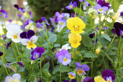 Close-up of purple flowering plants