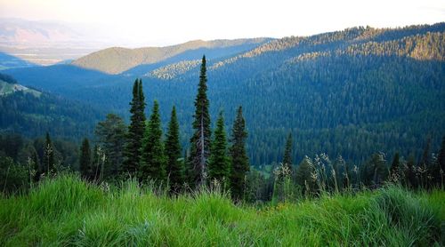 Pine trees on field against sky