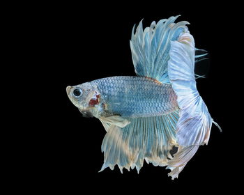 Siamese fighting fish fight blue fish, betta splendens, betta fish, half moon betta.