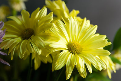 Close-up of yellow flowering plant