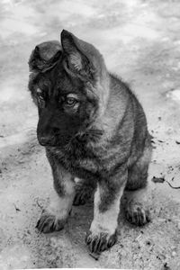 Dog looking away while sitting on land