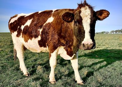 Close-up of cow on field