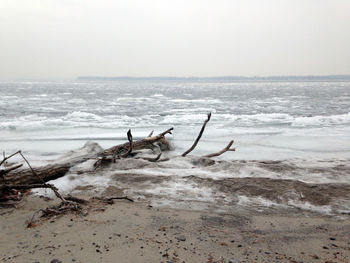 View of driftwood on beach against sky