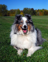 Portrait of shetland sheepdog on field