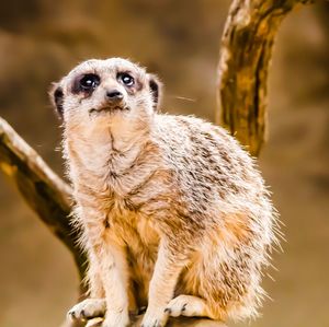 Close-up of a meerkat 