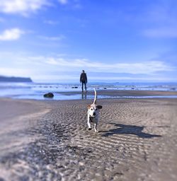 Dog walking at beach against sky