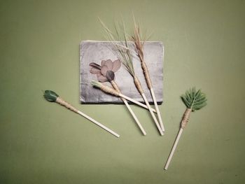 High angle view of plant on table