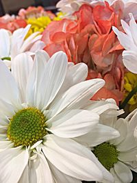 Close-up of flowers blooming outdoors