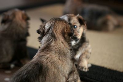 Close-up of dog sitting