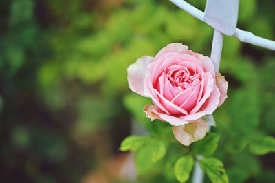 Close-up of pink rose