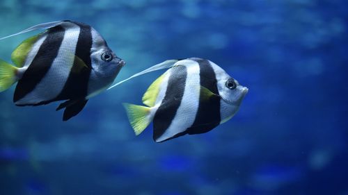 Close-up of fish swimming in sea