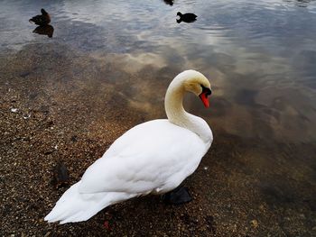 High angle view of swan swimming in lake