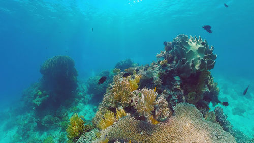 Fish swimming in sea