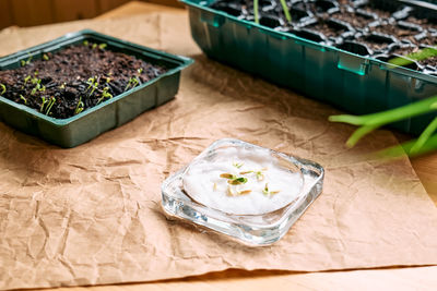 Germination of seeds. home leisure growing seedlings in mini greenhouse. gardening in apartment.