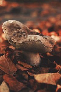 Close-up of fungus