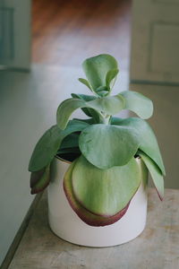 Close-up of succulent plant on table at home