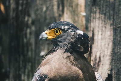 Close-up of a bird looking away