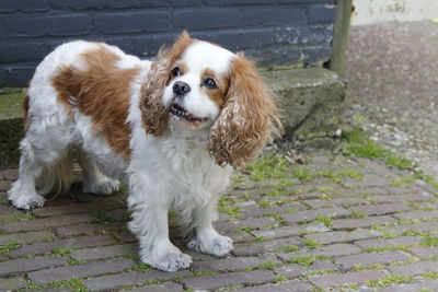 Cavalier king charles spaniel with white and brown spot look up