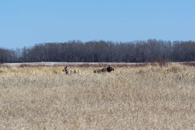 Sheep in a field