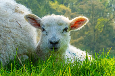 Portrait of new born lamb focusing on head nose and ears in green field 