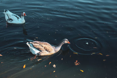 High angle view of swans swimming in lake