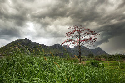 Plants growing on field against sky