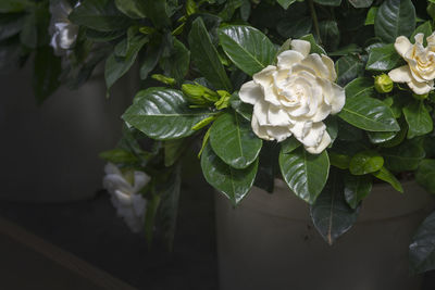 Close-up of white flowering plant