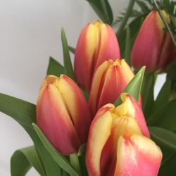 Close-up of pink tulip