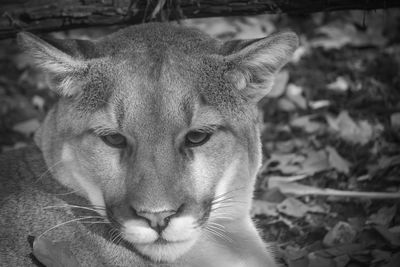 Close-up of cat