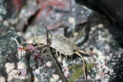 Close-up of isopod on barnacles