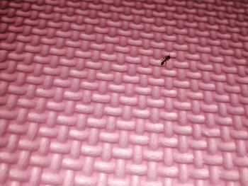 Full frame shot of bird