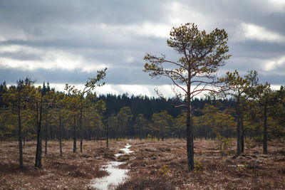 Trees on field against sky