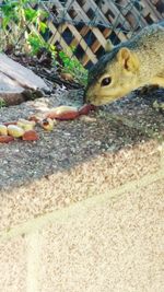 Close-up of bird eating food