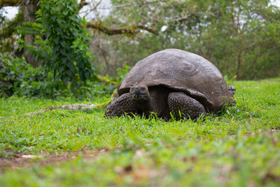 View of an animal on grass