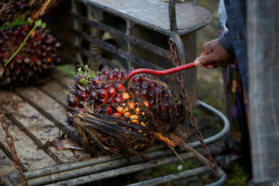 Agriculture harvesting bunch of fresh palm oil seed