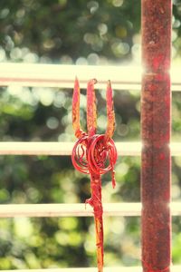 Close-up of red outdoors