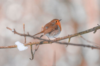 Close-up of robin in winter