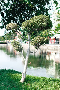 Plants growing in park by lake