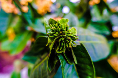 Close-up of flowering plant