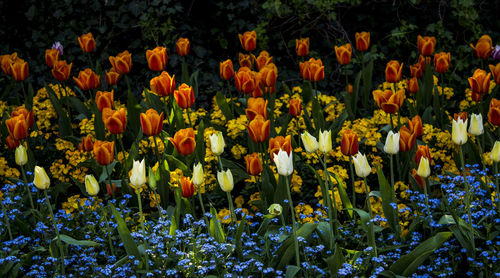 Close-up of flowering plants in garden