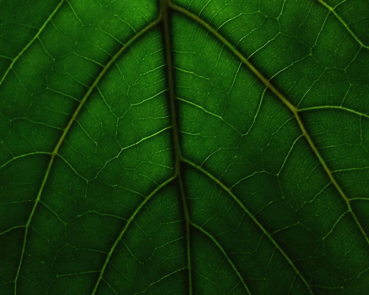 leaf, green color, close-up, day, plant, nature, full frame, no people, backgrounds, outdoors, beauty in nature