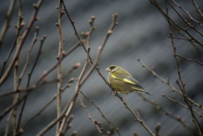 Close-up of bird perching on branch